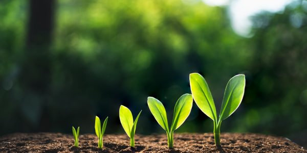 Five stages development